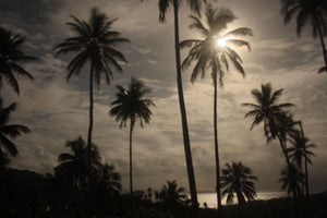 Moon through the palm trees