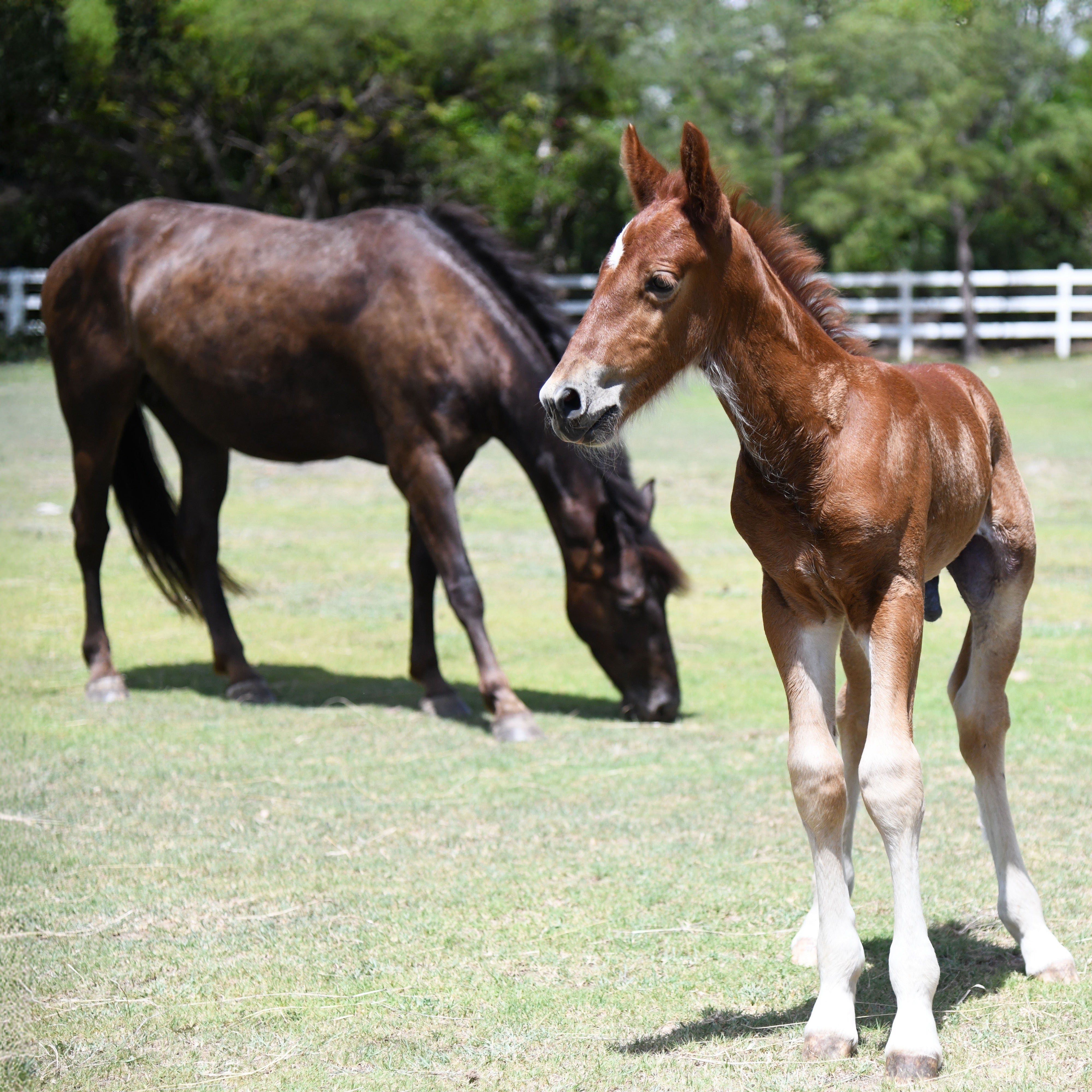 Mare Tallulah with foal Reef - the new arrivals at the Equestrian Centre on Mustique