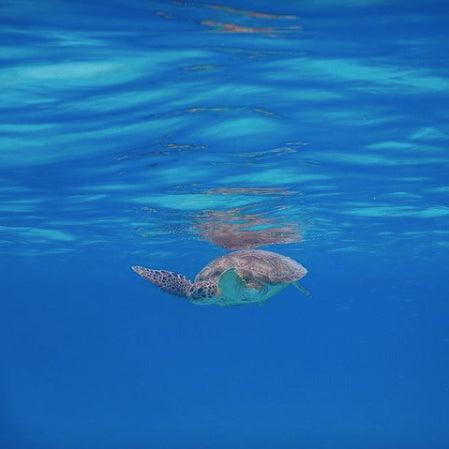 Conservation sea turtle
