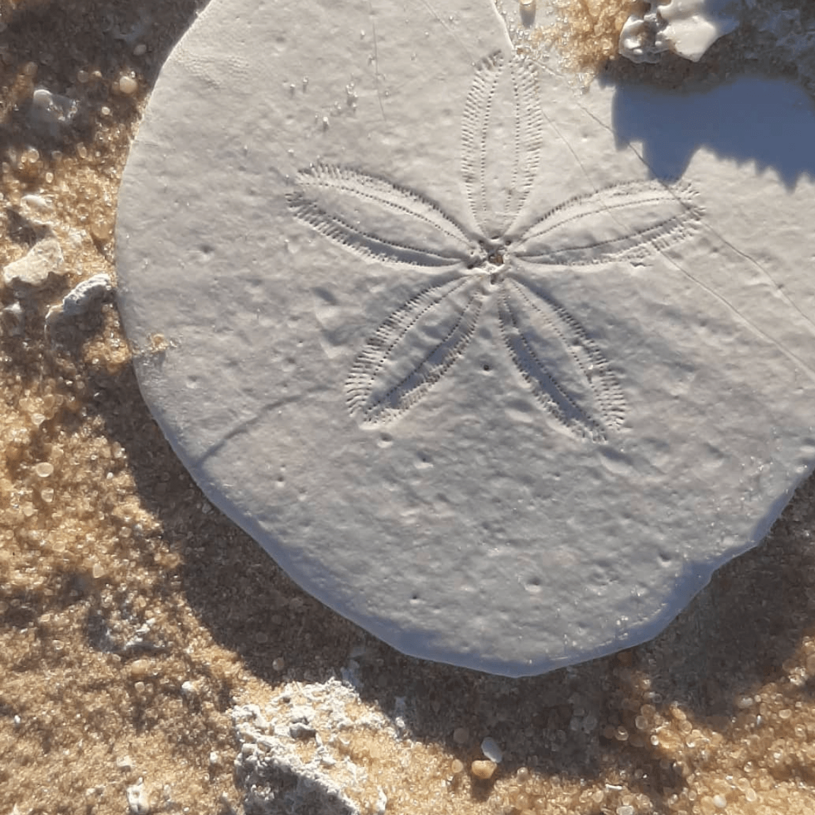 Sand Dollar