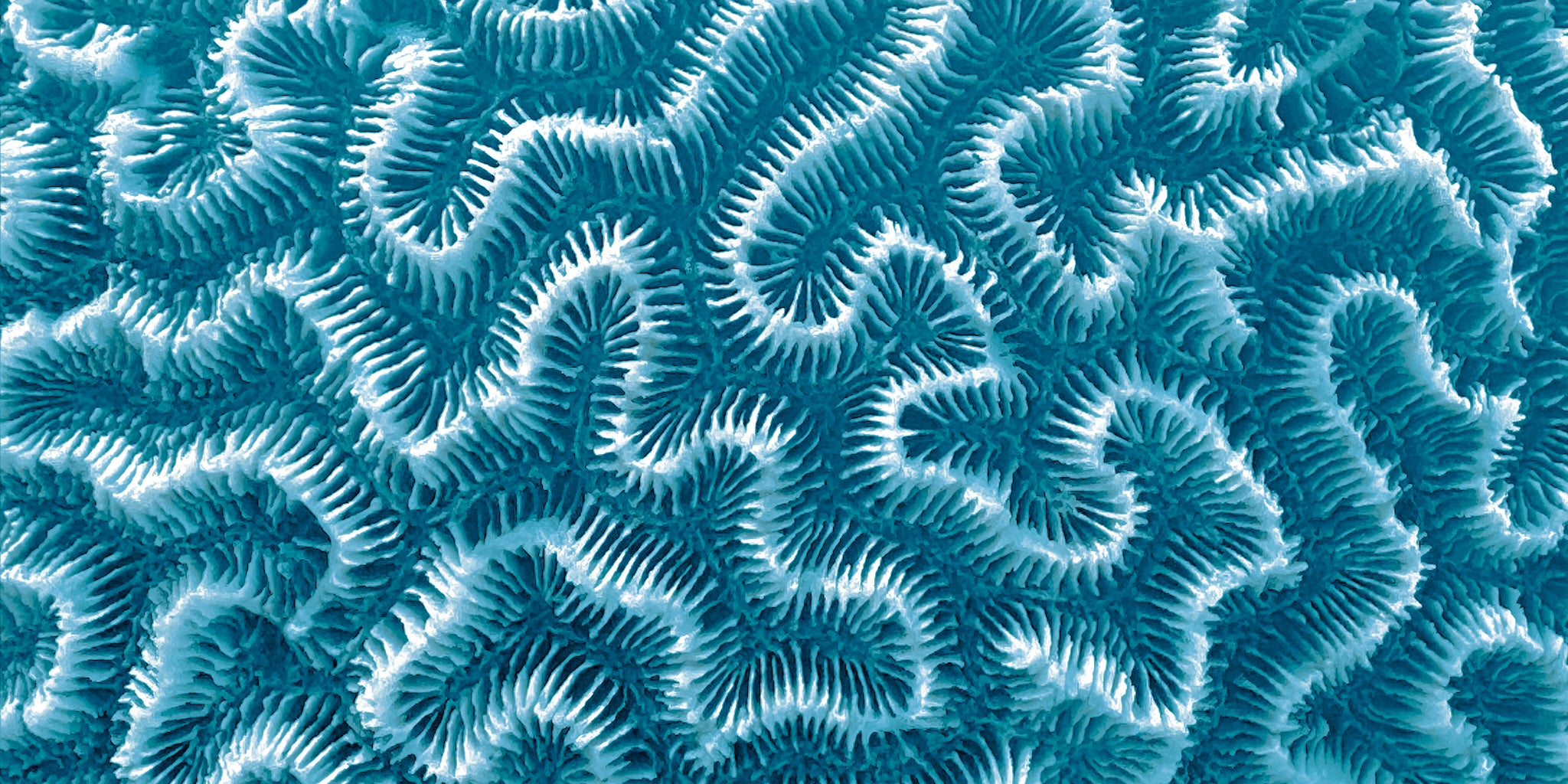 Coral Stone print inspiration by Pink House Mustique, abstract brain coral pattern in blue tones.