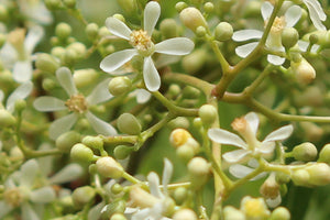 Blossoms Mustique