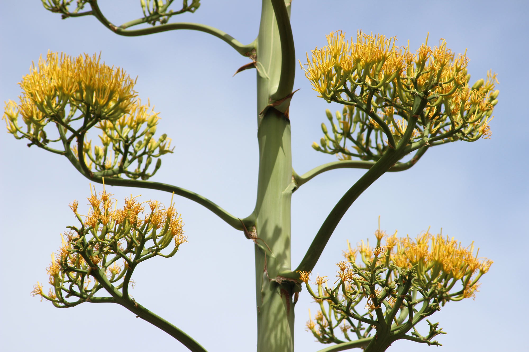 Cactus plant in bloom
