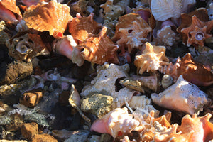 Conch Shells on Britannia Bay Mustique
