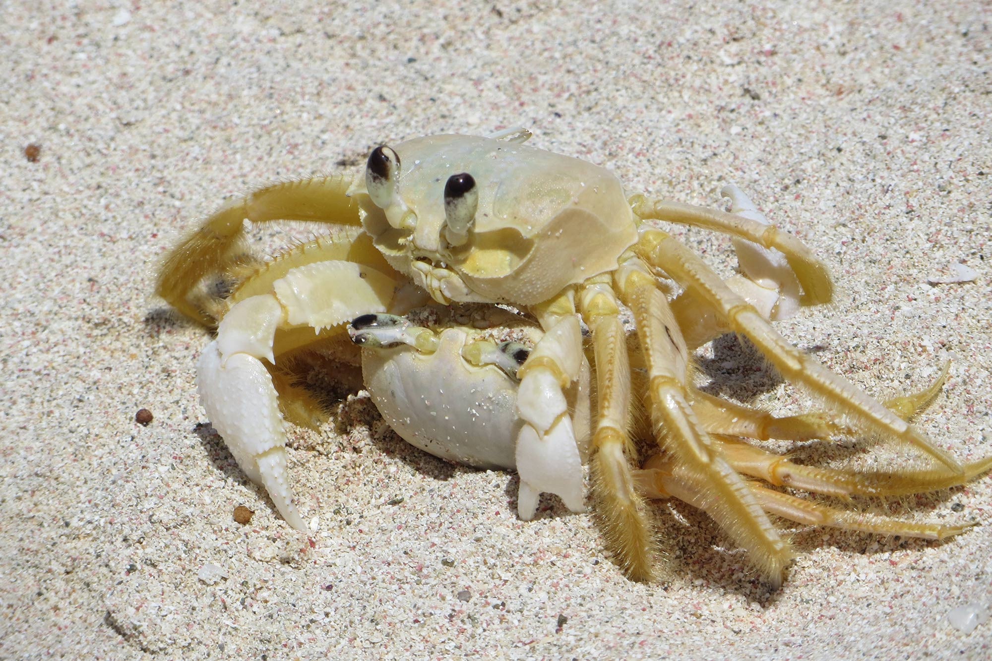 Crabs mating Pasture Bay Mustique