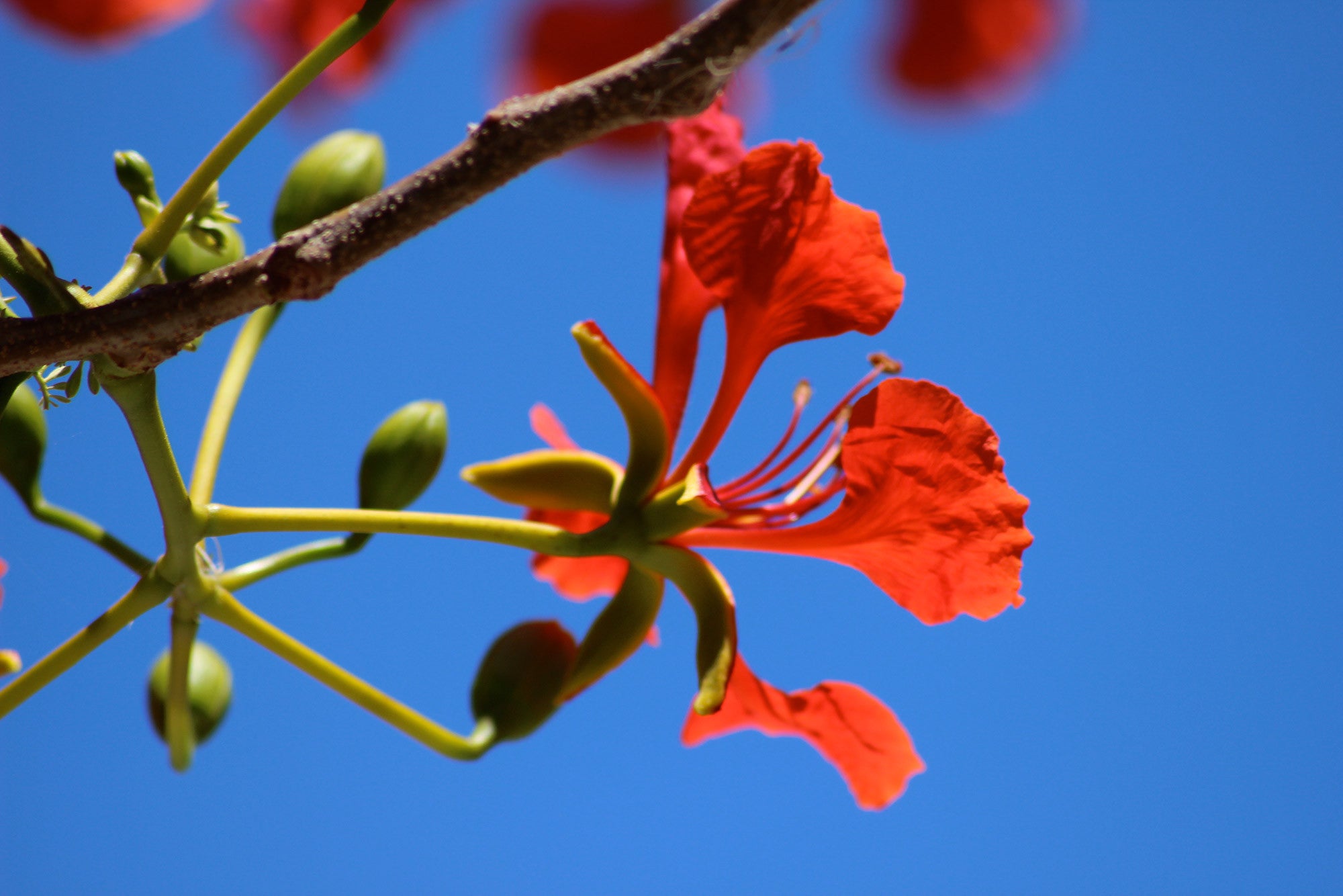 Flamboyant Flower Mustique