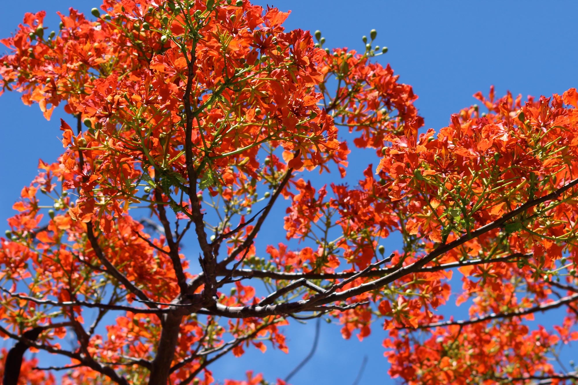 Flamboyant red bloom against blue sky in Mustique