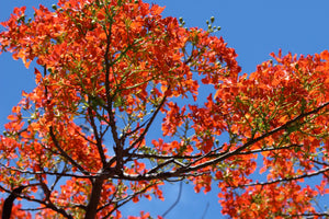 Flamboyant red bloom against blue sky in Mustique
