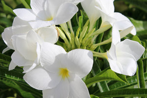 Flowers on Mustique