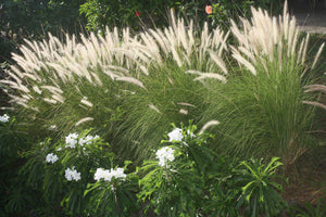 Grasses and Flowers Mustique