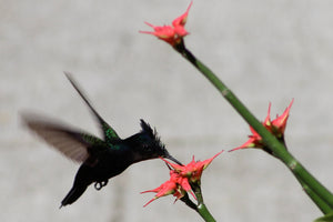 Humming Bird Collecting Nectar