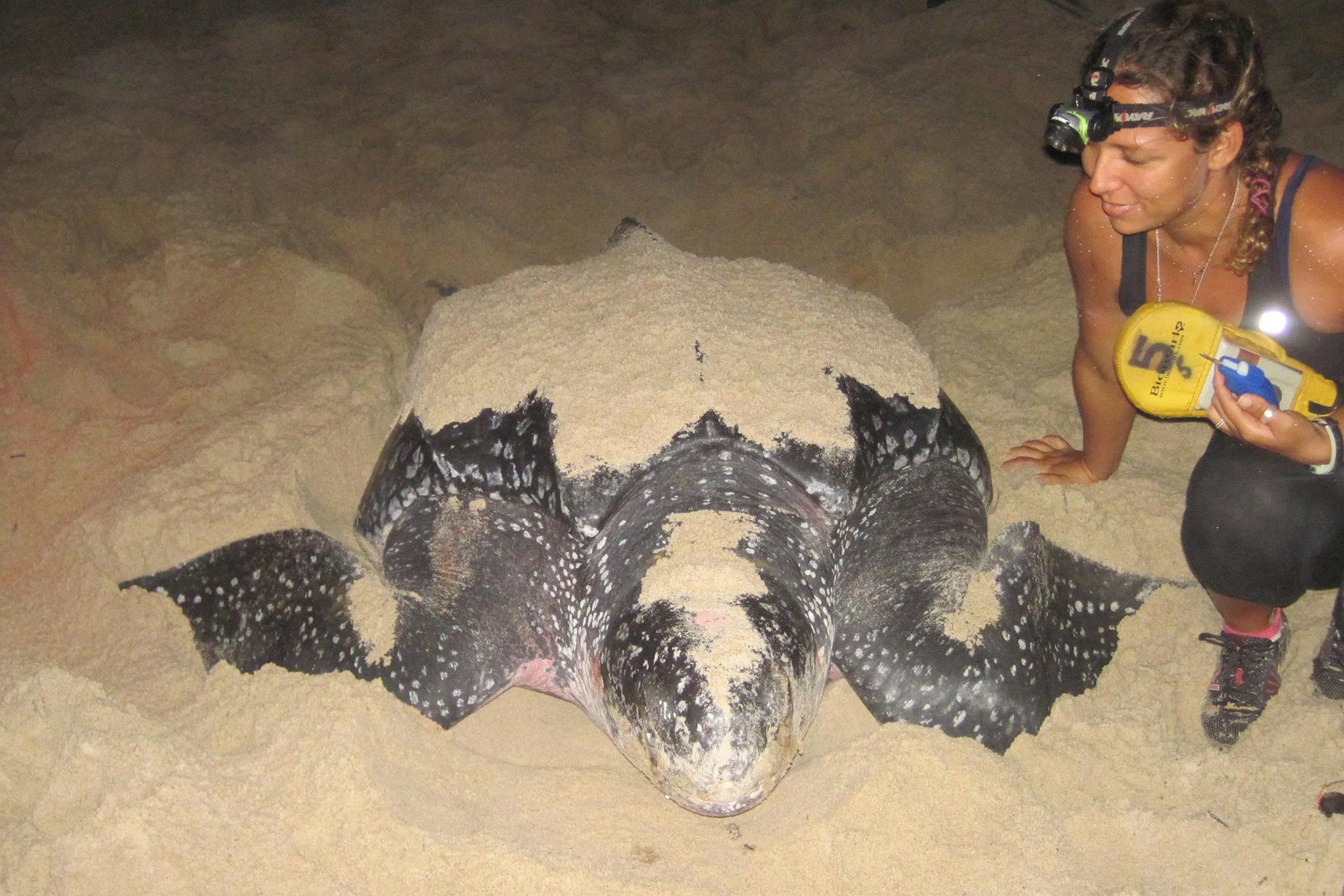 turtle laying eggs. photo by The Turtle Project Mustique.