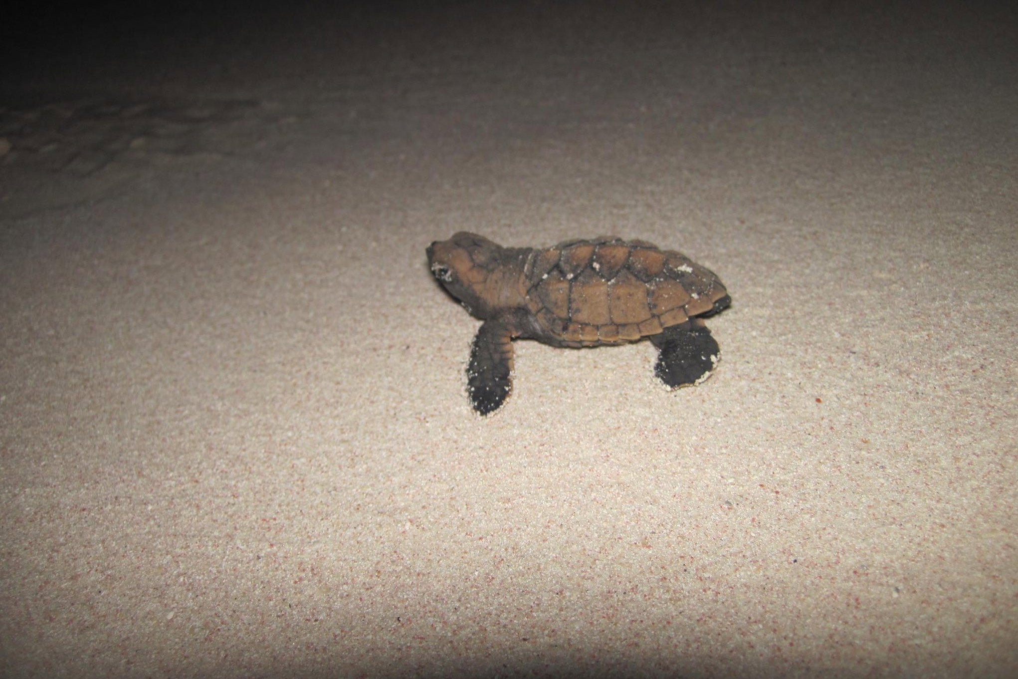 baby turtle hatches. photo from the Turtle Project Mustique.