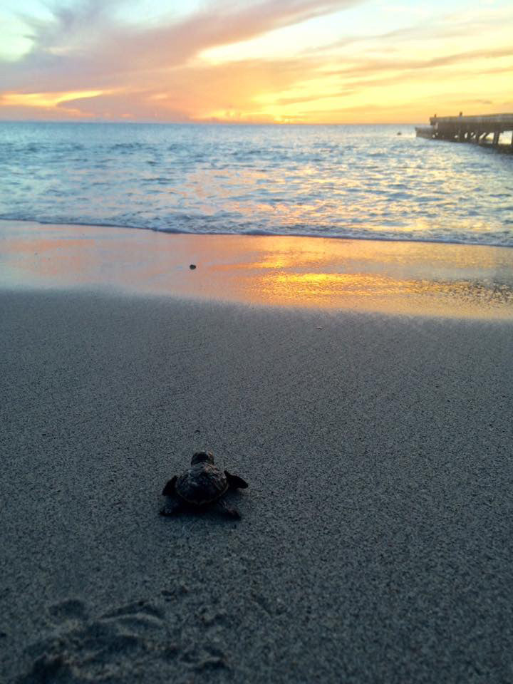 baby turtle heads to the sea. photo from the Turtle Project Mustique.