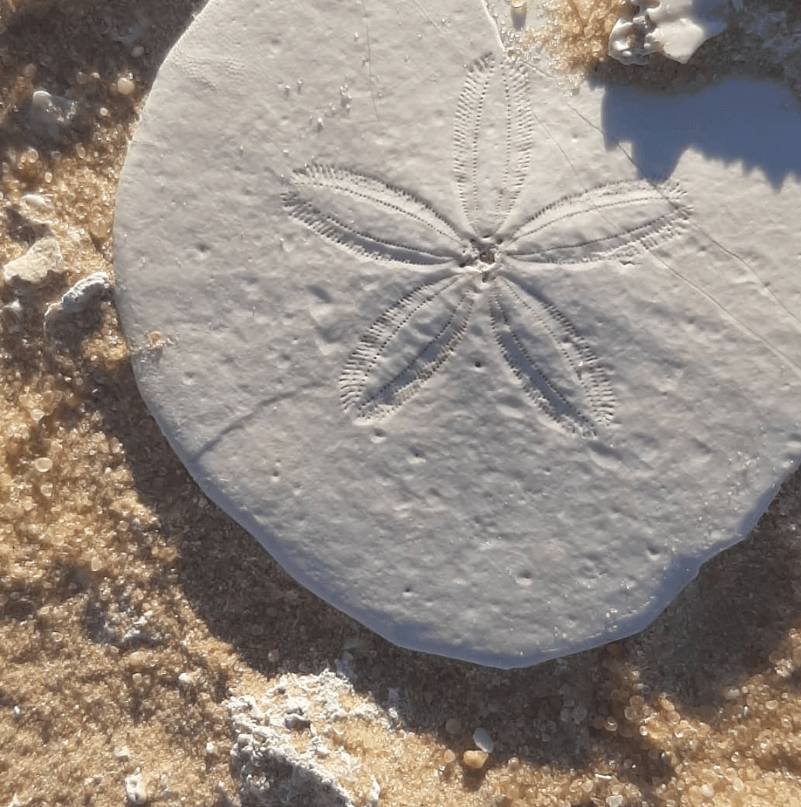 Sand Dollar