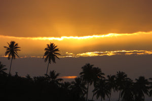 sunset and palm trees