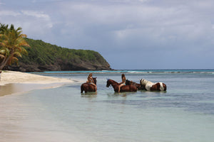 swimming with horses, Lagoon Bay Mustique