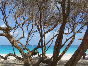 through the trees, Macaroni beach Mustique