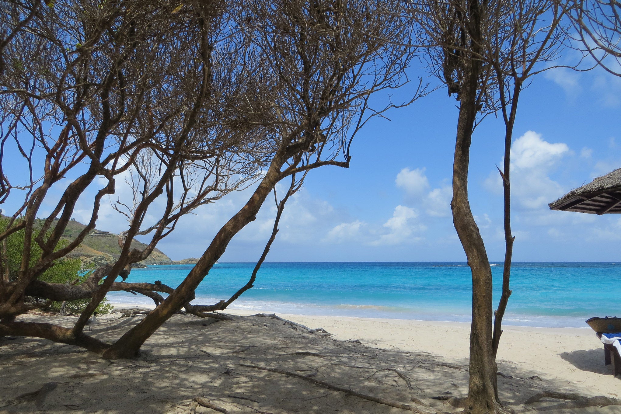 Macaroni Beach through the trees