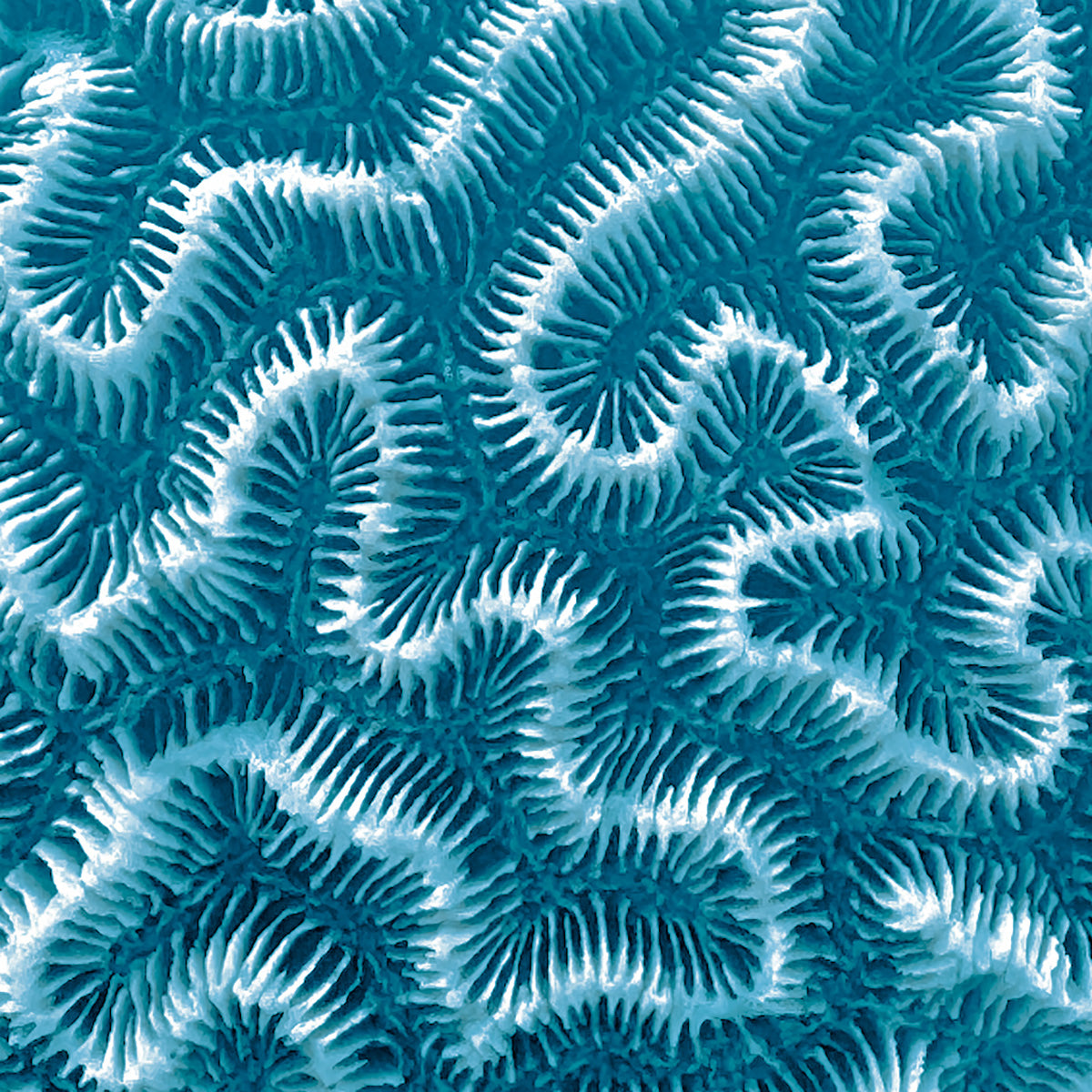 Coral Stone print inspiration by Pink House Mustique, abstract brain coral pattern in blue tones.